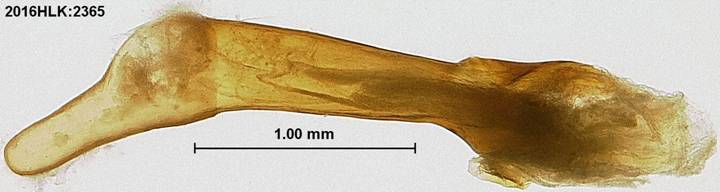 C longicosta phallus 3