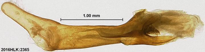 C longicosta phallus 4