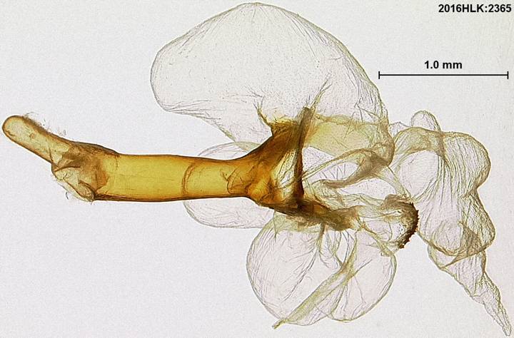 C longicosta phallus VE blw 1