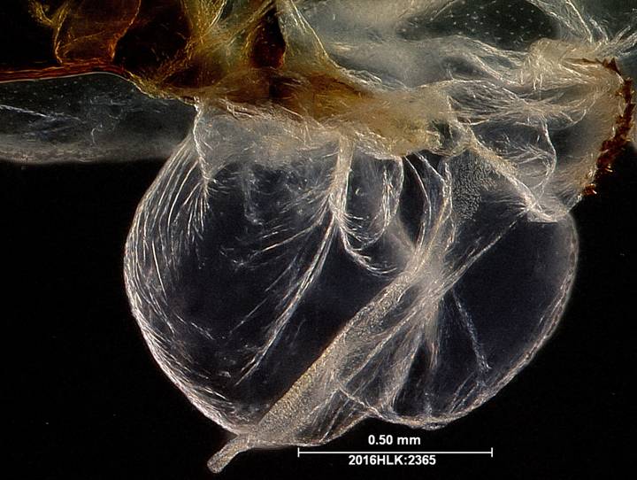 C longicosta vesica blw 1 zoom