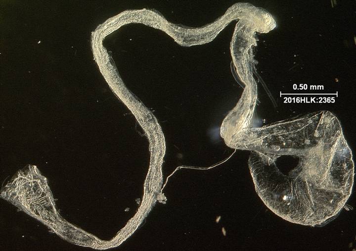 C longicosta ductus