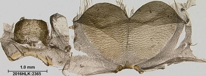C longicosta abdomen term seg