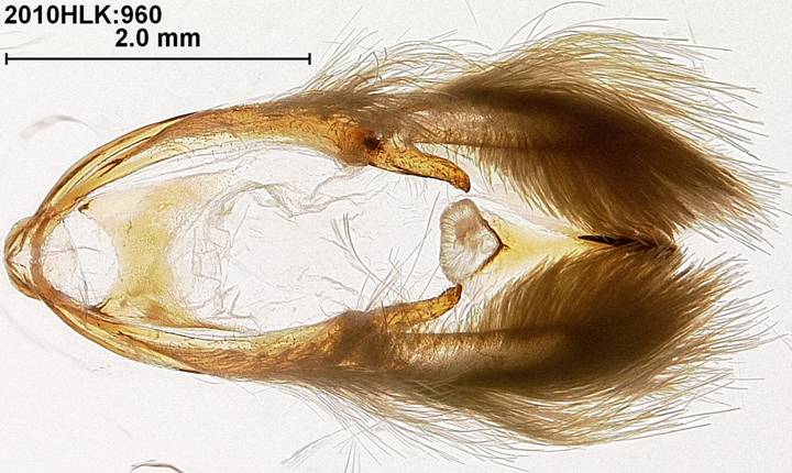 C varians 960 capsule ventral hairs