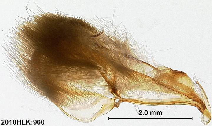 C varians 960 capsule lateral right hairs