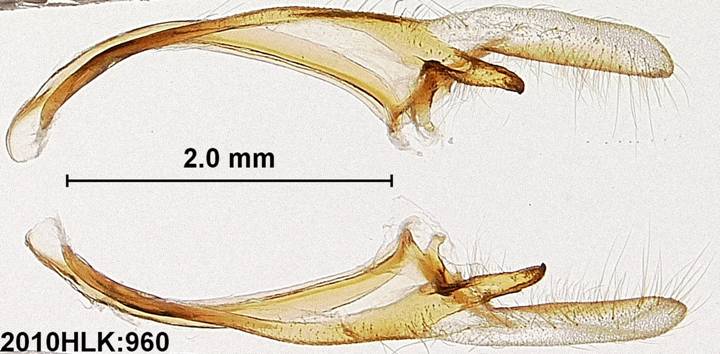 C varians 960 valvae ventral
