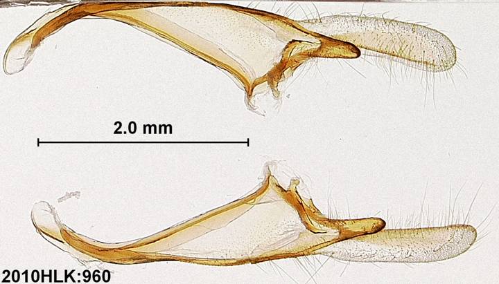 C varians 960 valvae ventral ob