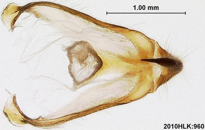 C varians 960 uncus tegumen ventral