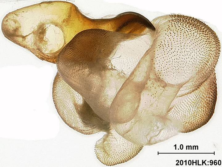 C varians 960 vesica lateral up ob