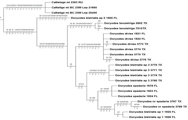 Doryodes tree