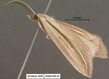 Doryodes DNA 20449 dis 1858 FL bistrialis