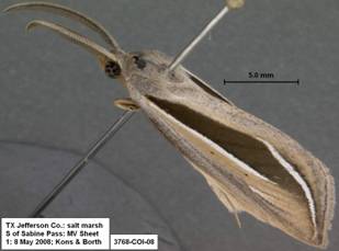 3768 Doryodes spadaria