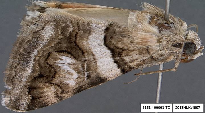 Drasteria 1907 aa adult