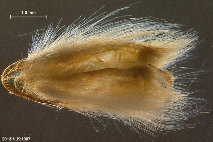 Drasteria 1907 capsule ventral hairs