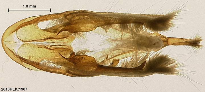 Drasteria 1907 capsule ventral