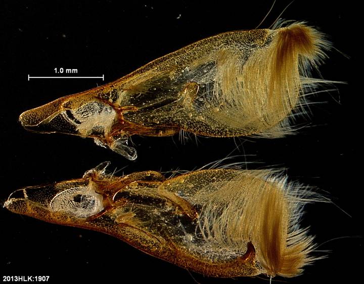 Drasteria 1907 valvae inner w some hairs b