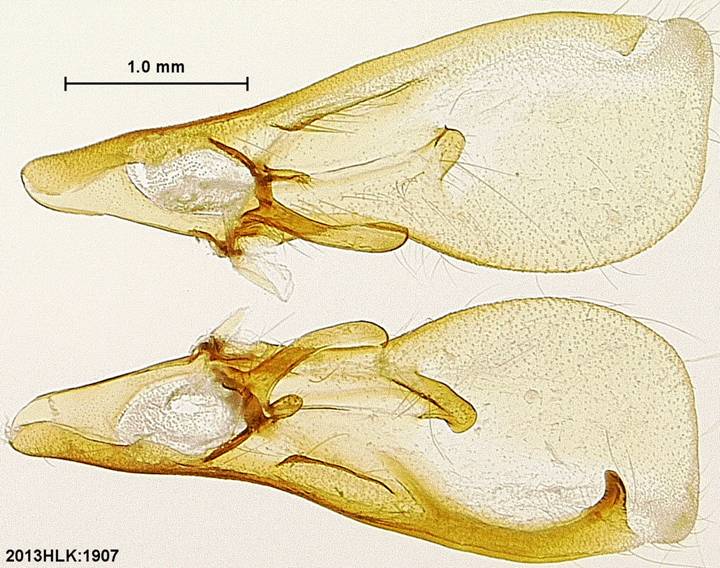 Drasteria 1907 valvae inner