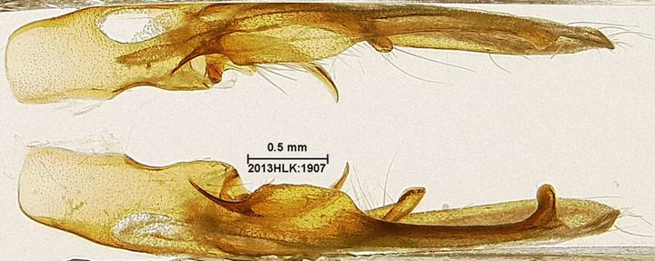 Drasteria 1907 valvae ventral