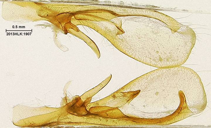 Drasteria 1907 valvae ventral ob