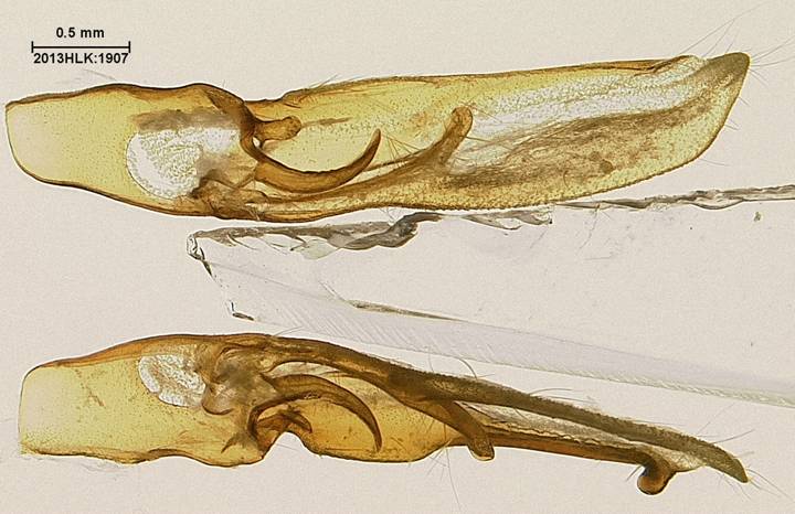 Drasteria 1907 valvae dorsal