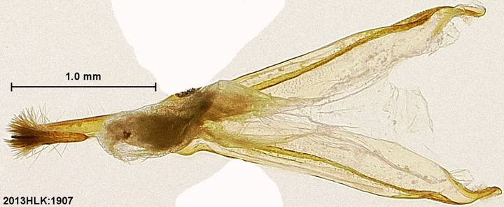 Drasteria 1907 uncus tegumen ventral