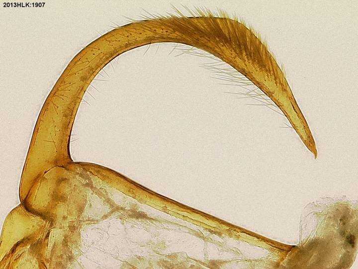 Drasteria 1907 uncus lateral