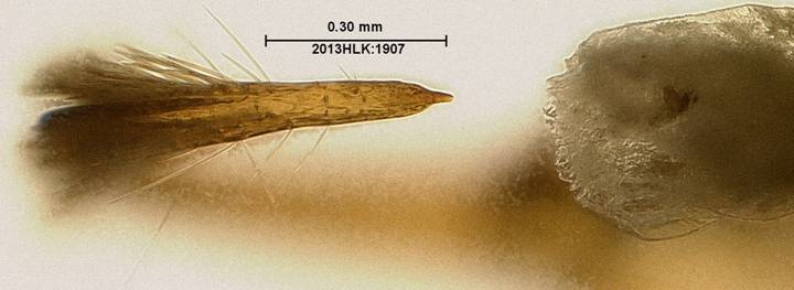 Drasteria 1907 uncus tip ventral