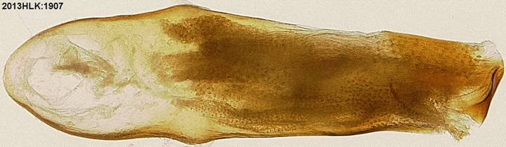 Drasteria 1907 phallus 2