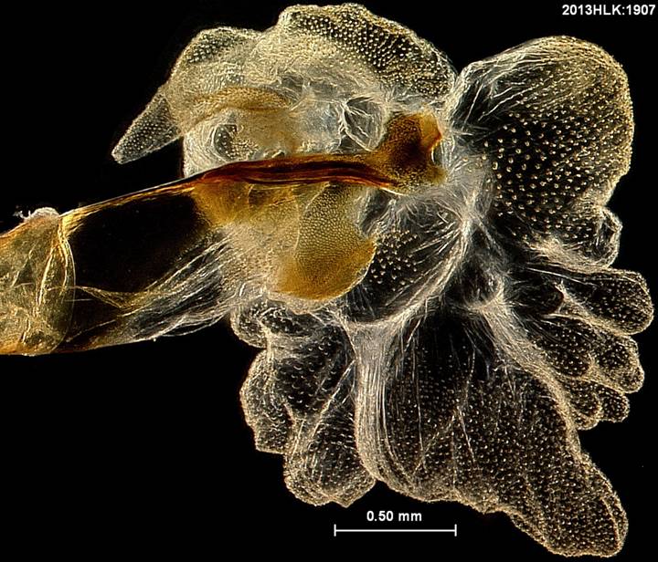 Drasteria 1907 vesica ab 2