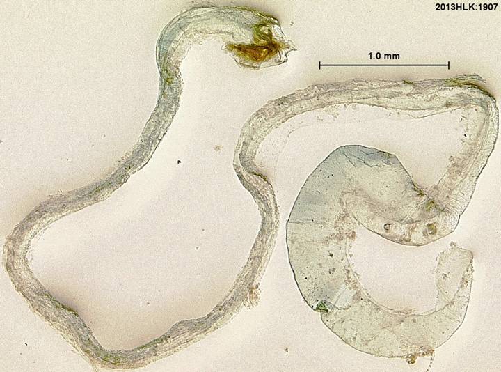 Drasteria 1907 ductus 1