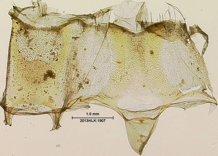 Drasteria 1907 abdomen term seg
