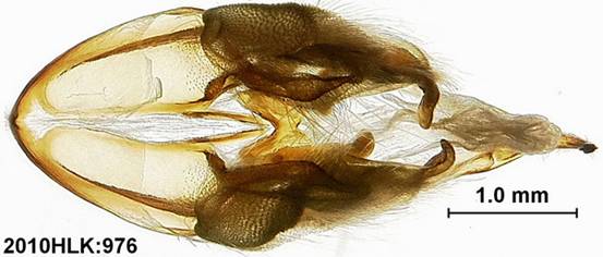 C primulina 976 capsule ventral - Copy - Copy