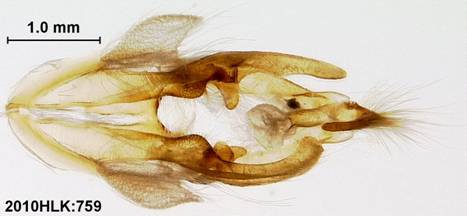 A elonympha 759 capsule ventral - Copy - Copy