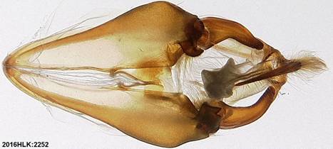 A dotata 2252 capsule ventral - Copy