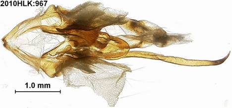 A melanopl 967 capsule ventral vc LA - Copy