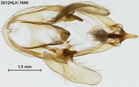 C illunaris 1696 capsule ventral - Copy - Copy
