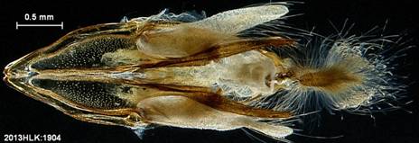 H mima 1904 capsule ventral b - Copy