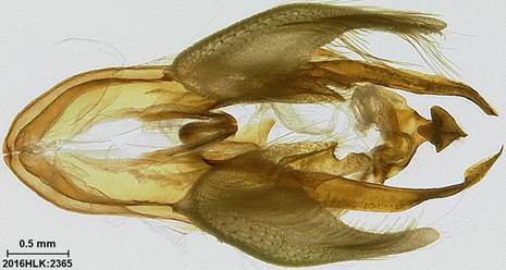 C longicosta capsule ventral - Copy - Copy