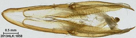 Doryodes 1858 capsule ventral - Copy - Copy