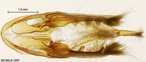 Drasteria 1907 capsule ventral 2