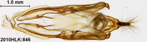 Ercheia 846 capsule ventral - Copy - Copy