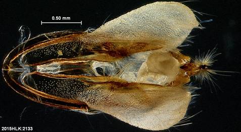 H mima 2133 capsule ventral b - Copy