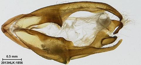 Matigramma 1856 capsule ventral - Copy - Copy