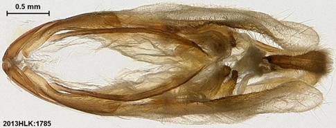 M excavata 1785 capsule ventral - Copy - Copy
