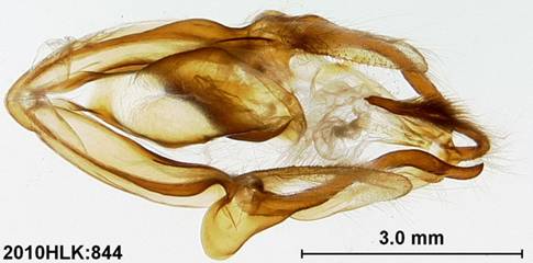 M lunarus 844 capsule ventral - Copy - Copy