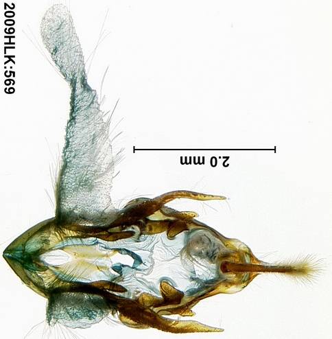 Dysgonia 569 capsule ventral - Copy - Copy