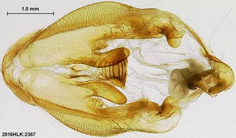 Pericyma 2367 capsule ventral - Copy - Copy