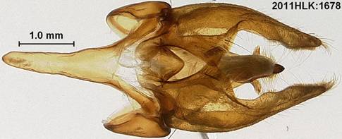 Latebraria 1678 capsule ventral - Copy - Copy