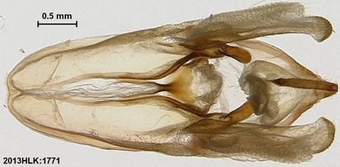 T fumata 1771 capsule ventral - Copy