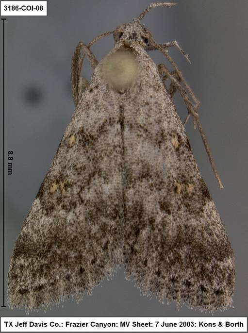 3186 Bleptina minimalis