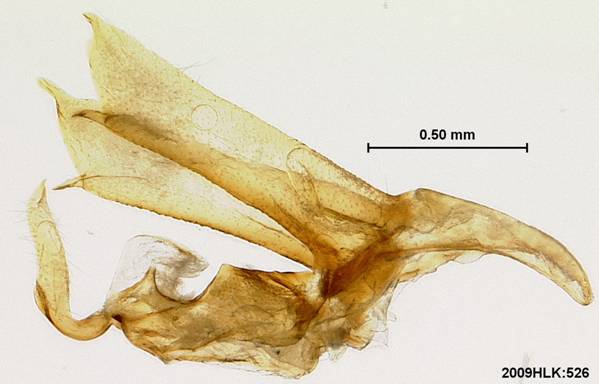 Bleptina minimalis 526 lateral LA